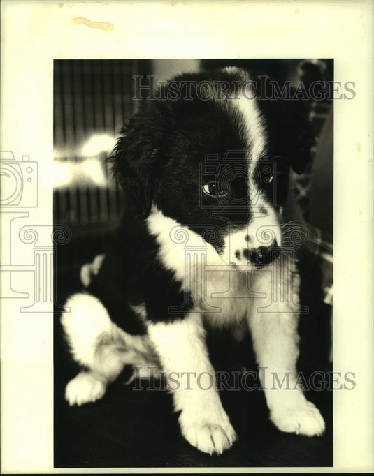 1987 Press Photo Male mixed breed puppy at East Bank Animal Shelter - Historic Images