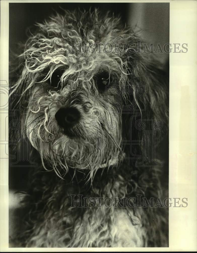 1987 Press Photo Year-old female dog at East Bank Animal Shelter needs a home - Historic Images