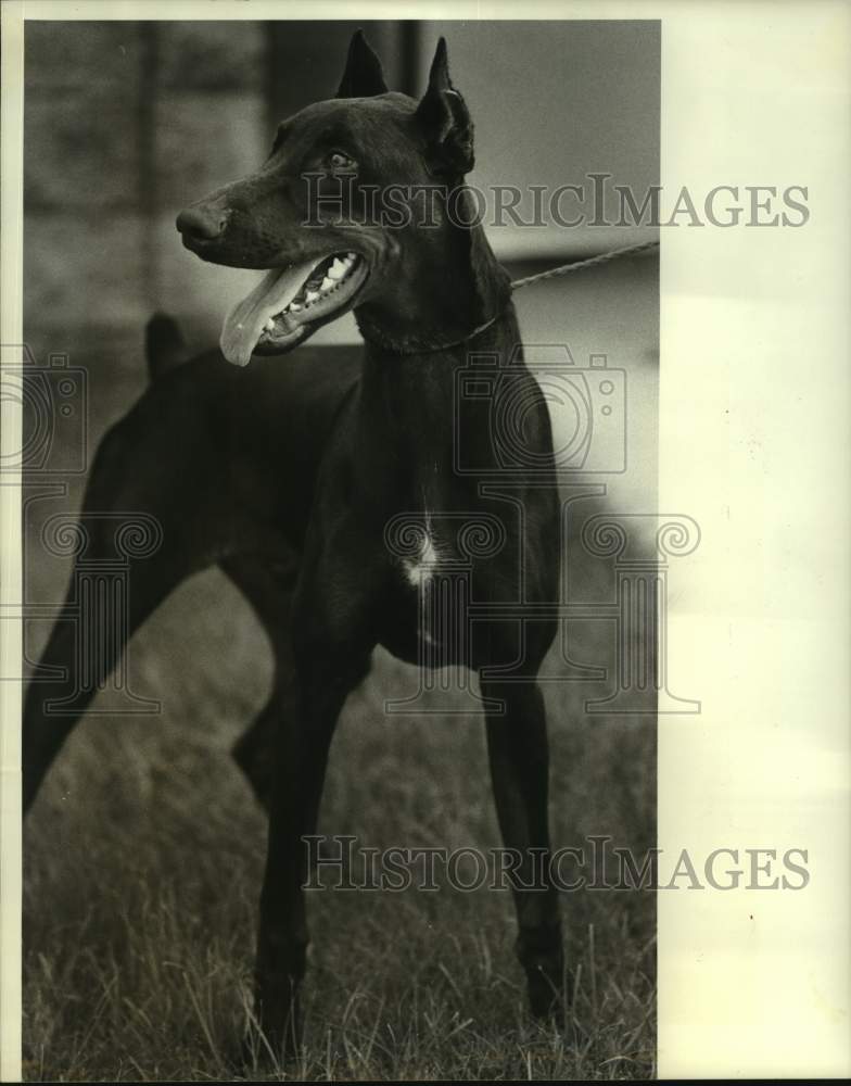 1987 Press Photo Doberman Pincher is Pet of the Week at Jefferson Animal Shelter - Historic Images