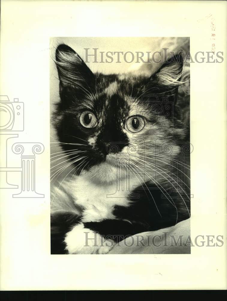 1987 Press Photo Cat "Greta" is Pet of the Week at Jefferson SPCA, Louisiana - Historic Images