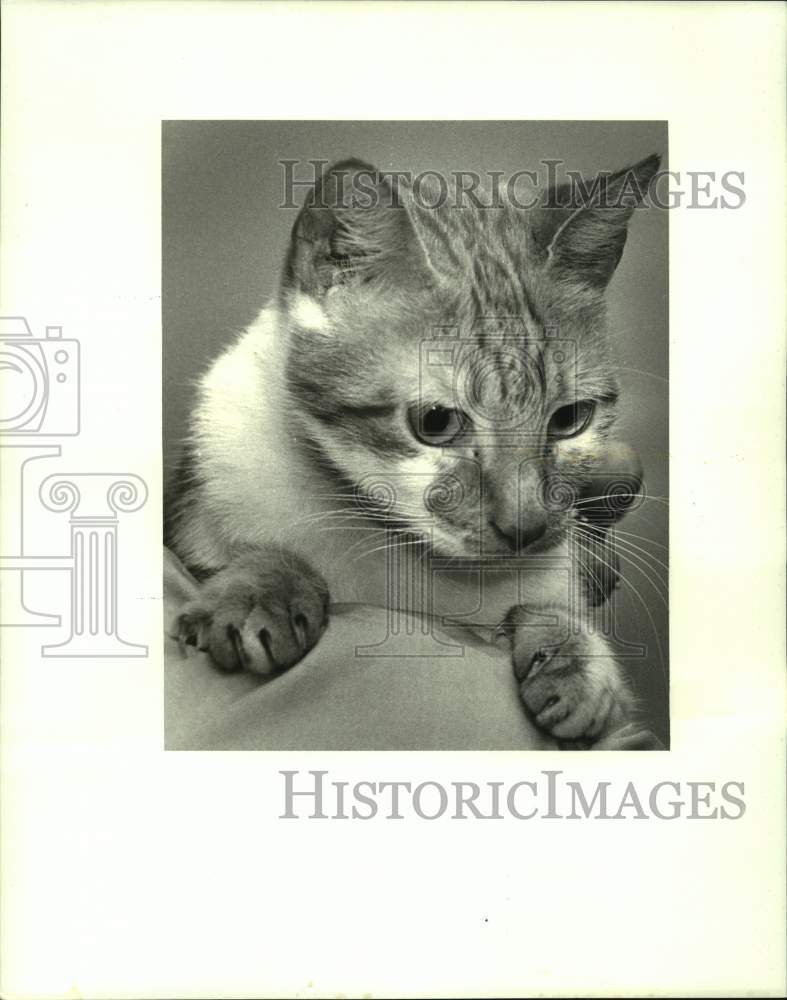 1987 Cat "Kathleen" is Pet of the Week at Jefferson SPCA, Louisiana - Historic Images