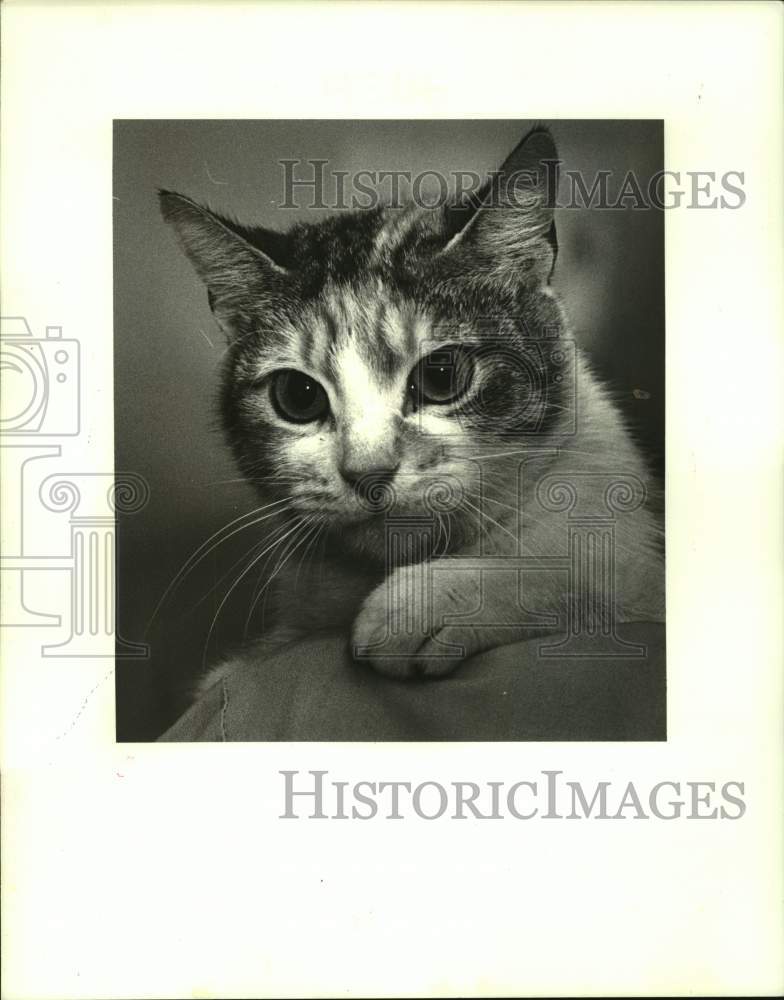 1987 Press Photo Cat "Mama Cass" is Pet of the Week at Jefferson SPCA, Louisiana - Historic Images
