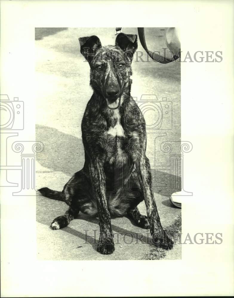 1987 Press Photo Dog &quot;Lulu&quot; is Pet of the Week at Jefferson SPCA, Louisiana - Historic Images