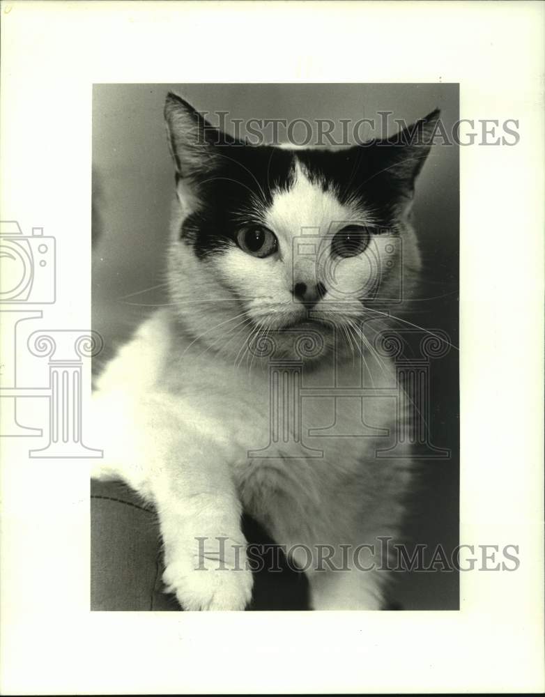 1987 Press Photo Cat "Snow Ball" is Pet of the Week at Jefferson SPCA, Louisiana - Historic Images