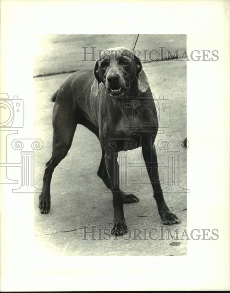 1987 Press Photo Dog &quot;Deanie&quot; is Pet of the Week at Jefferson SPCA, Louisiana - Historic Images