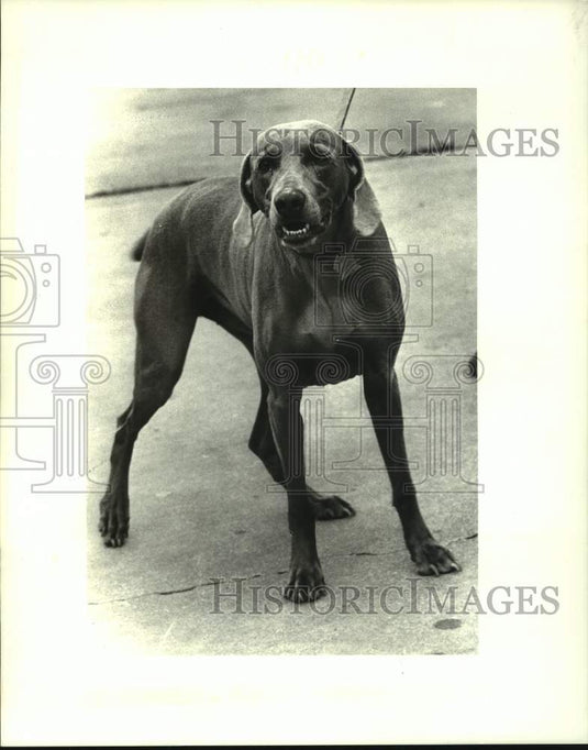 1987 Press Photo Dog "Deanie" is Pet of the Week at Jefferson SPCA, Louisiana - Historic Images