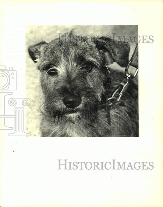 1986 Press Photo This weeks Jefferson SPCA featured pet is "Brindle." - Historic Images