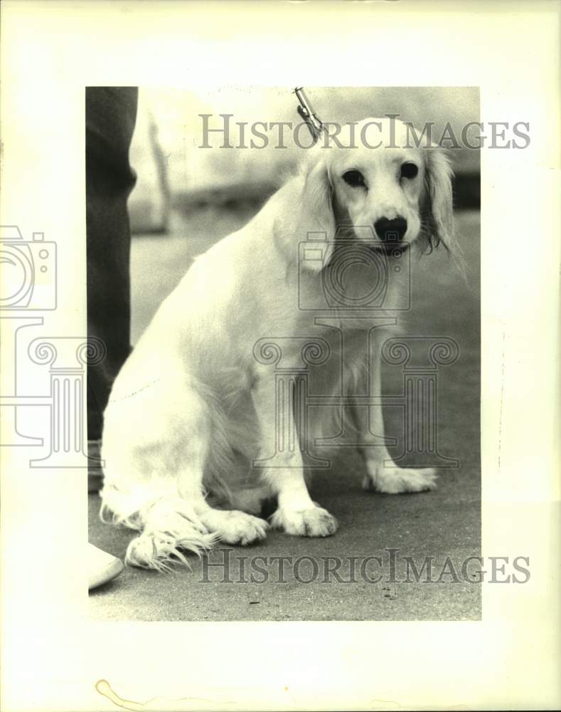 1986 Press Photo This weeks Jefferson SPCA featured pet is &quot;Angel.&quot; - Historic Images