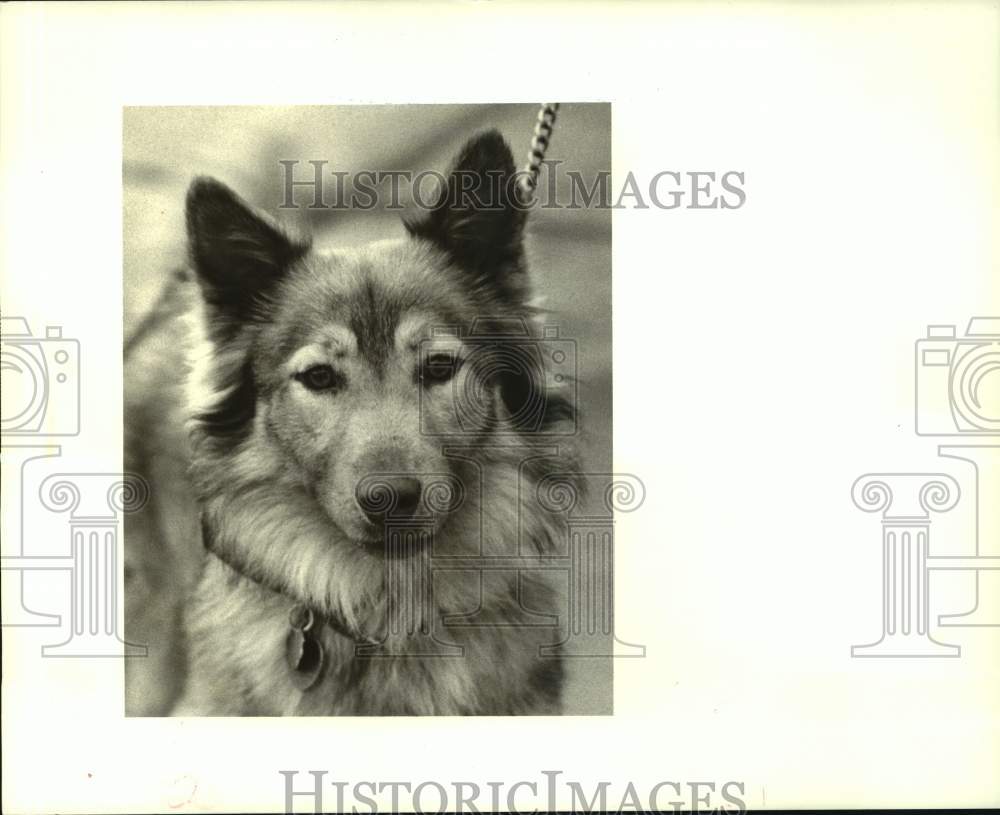 1988 Press Photo  &quot;Dillon,&quot; up for adoption at the Jefferson Animal Shelter - Historic Images