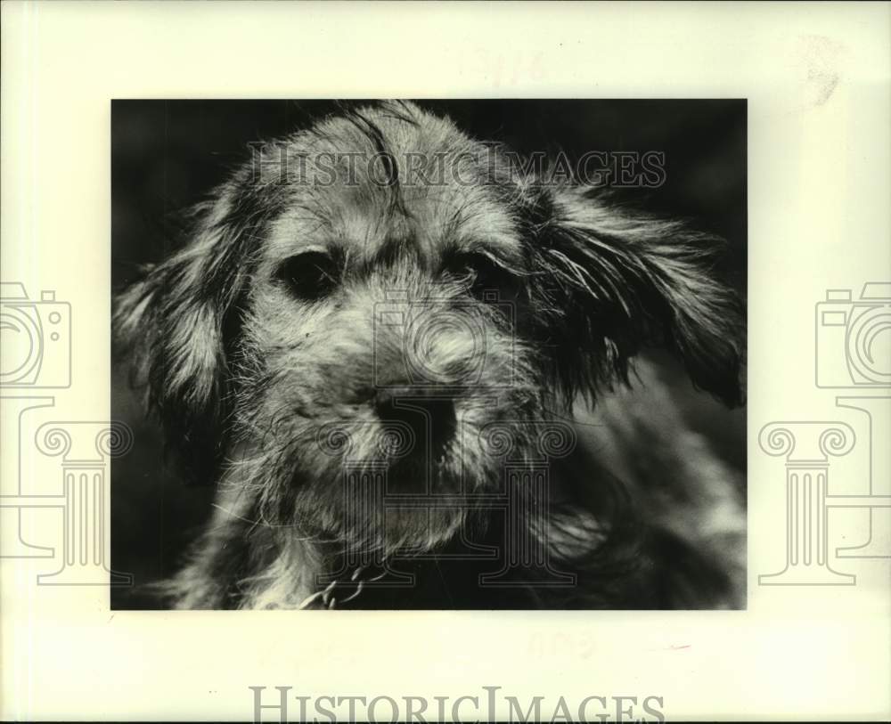 1988 Press Photo "Ralph" a terrier puppy for adoption- Jefferson Animal Shelter - Historic Images