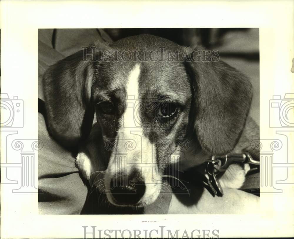 1988 Press Photo &quot;Gypsy&quot; mixed beagle for adoption at Jefferson Animal Shelter - Historic Images