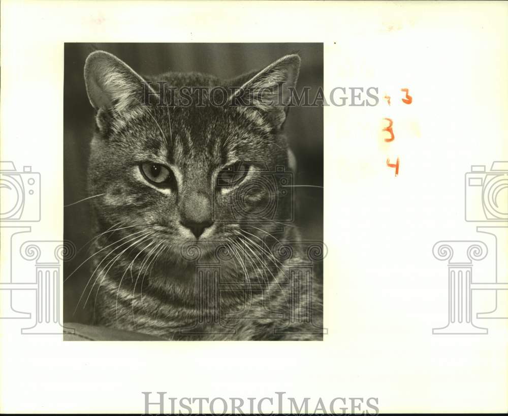 1988 Press Photo &quot;Brandy&quot; the cat up for adoption at Jefferson Animal Shelter - Historic Images