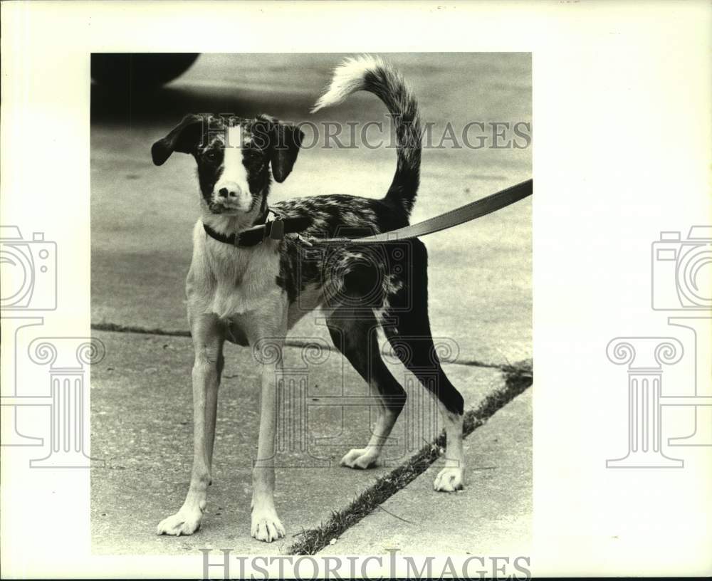 1987 Press Photo &quot;Duke&quot; up for adoption at the Jefferson Animal Shelter - Historic Images