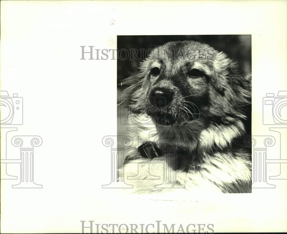 1987 Press Photo &quot;Tammy&quot; up for adoption at the Jefferson Animal Shelter - Historic Images