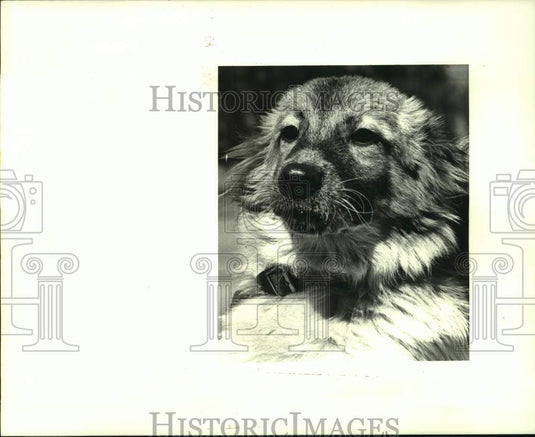 1987 Press Photo "Tammy" up for adoption at the Jefferson Animal Shelter - Historic Images