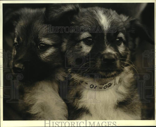 1987 Press Photo Shepard & husky puppies for adoption- Jefferson Animal Shelter - Historic Images