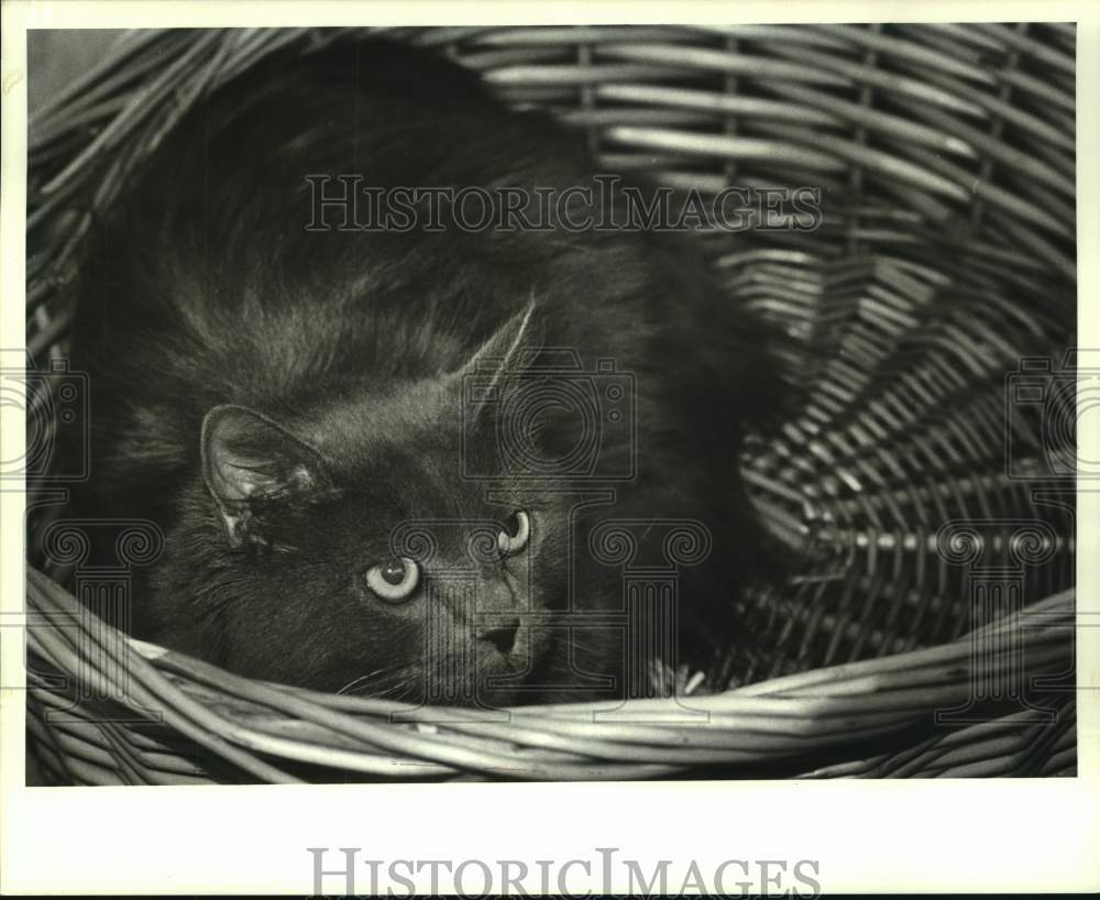 1987 Press Photo Gray Cat for adoption at the Jefferson Parish Animal Shelter - Historic Images