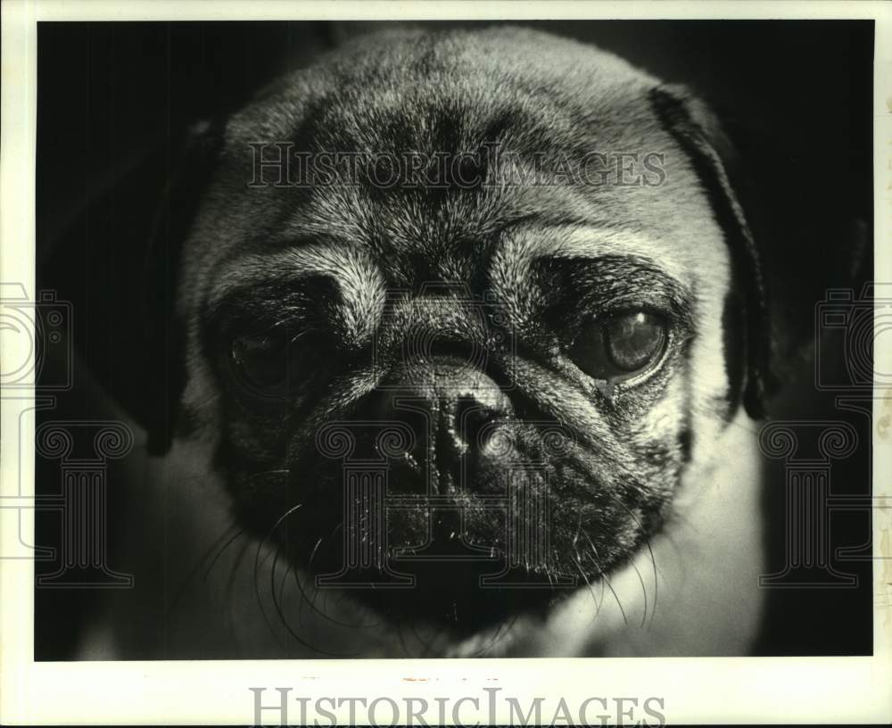 1987 Press Photo Male Pug for adoption at the Jefferson Parish Animal Shelter - Historic Images