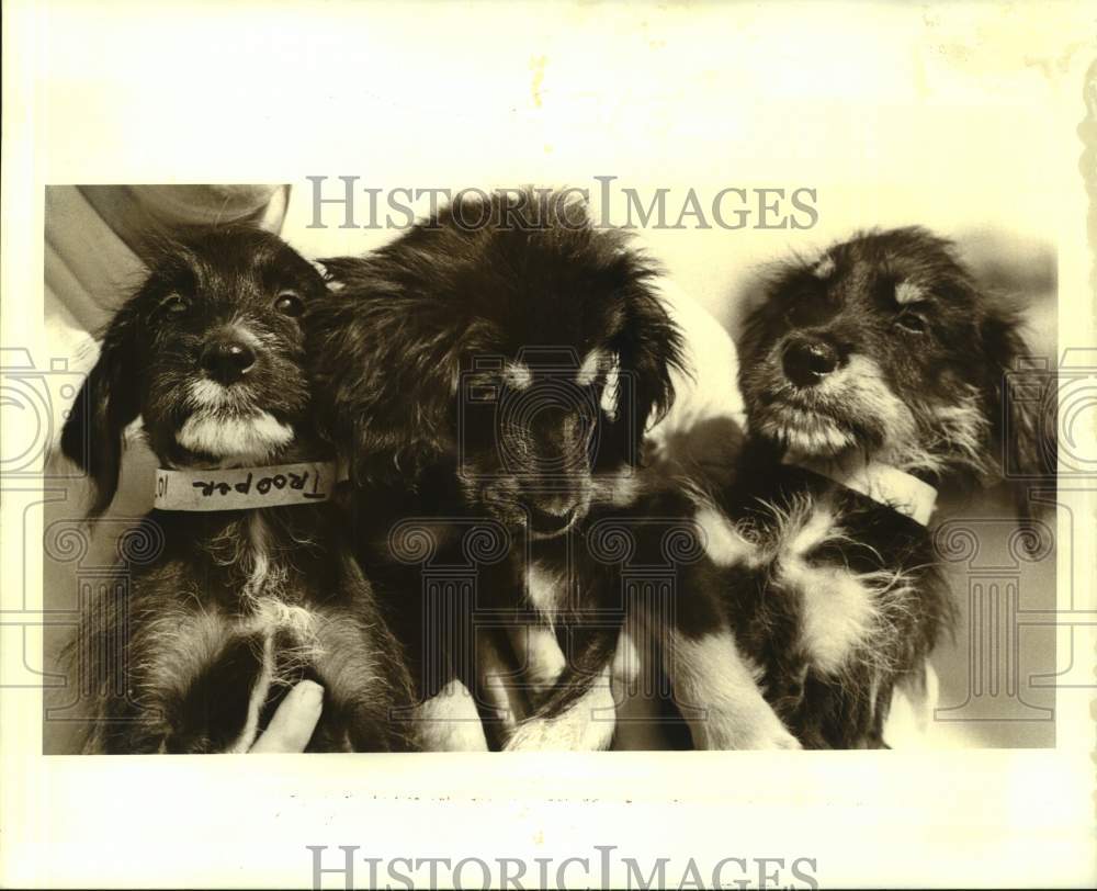 1987 Press Photo Mixed terrier puppies for adoption- Jefferson Animal Shelter - Historic Images