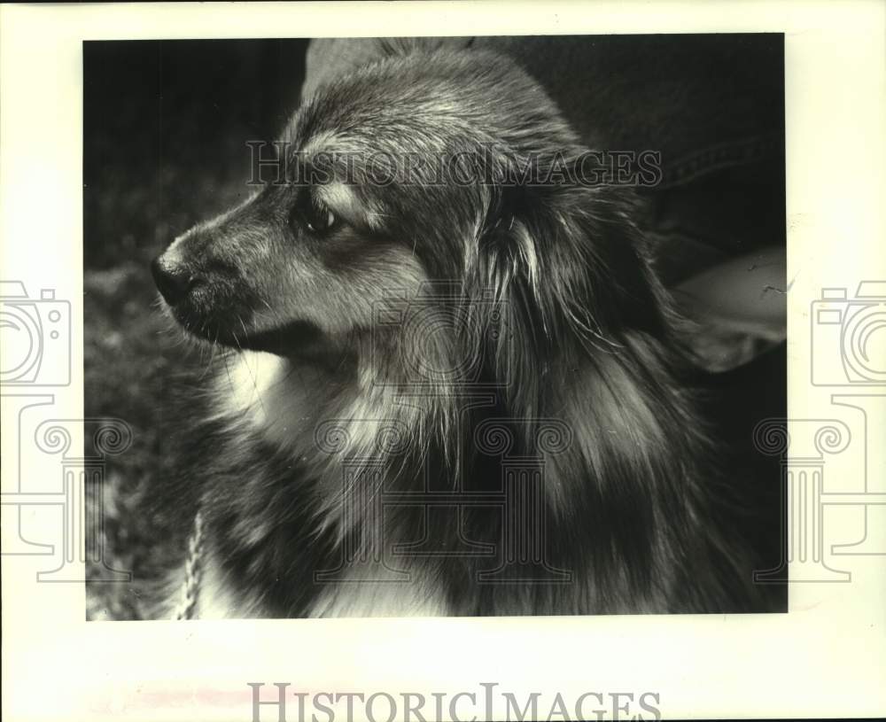 1988 Press Photo Female Collie Mix Dog at Jefferson Parish Animal Shelter - Historic Images