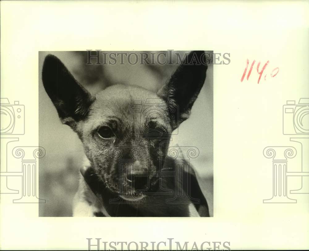 1988 Press Photo Female Mixed Breed Dog at Jefferson Parish Animal Shelter - Historic Images