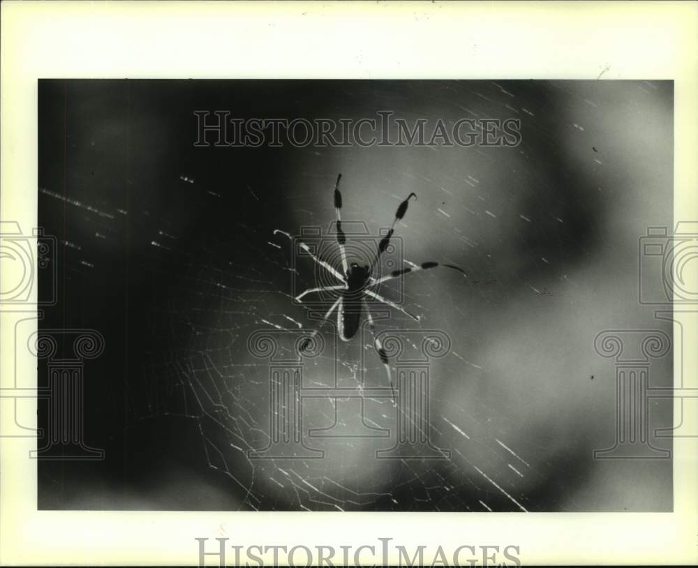 1989 Press Photo Wood spider found at Jean Lafitte National Park - Historic Images