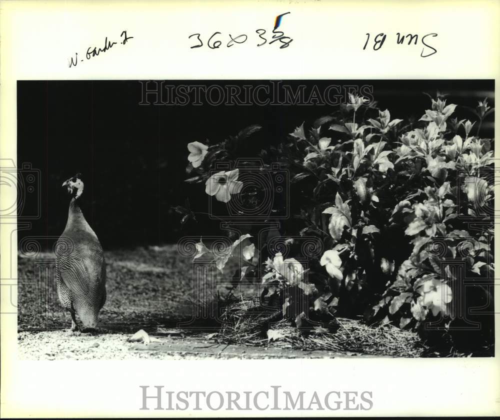 1990 Press Photo Pheasants wandering in Live Oak Gardens on Jefferson Island - Historic Images