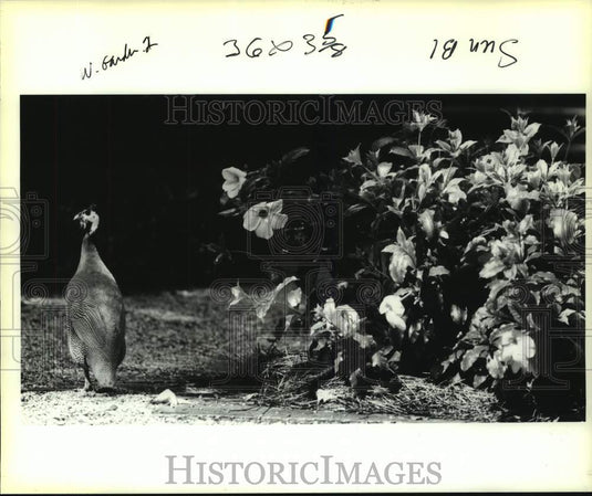 1990 Press Photo Pheasants wandering in Live Oak Gardens on Jefferson Island - Historic Images
