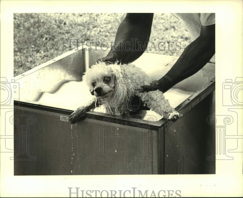 Press Photo Kandy getting dipped for fleas at Jefferson Parish Animal Shelter - Historic Images