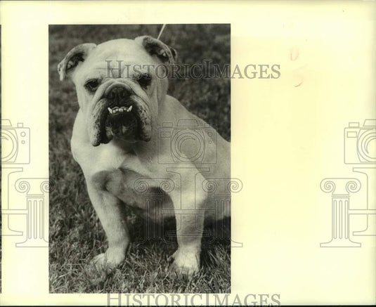 1989 Female English Bulldog at Jefferson Animal Shelter - Historic Images