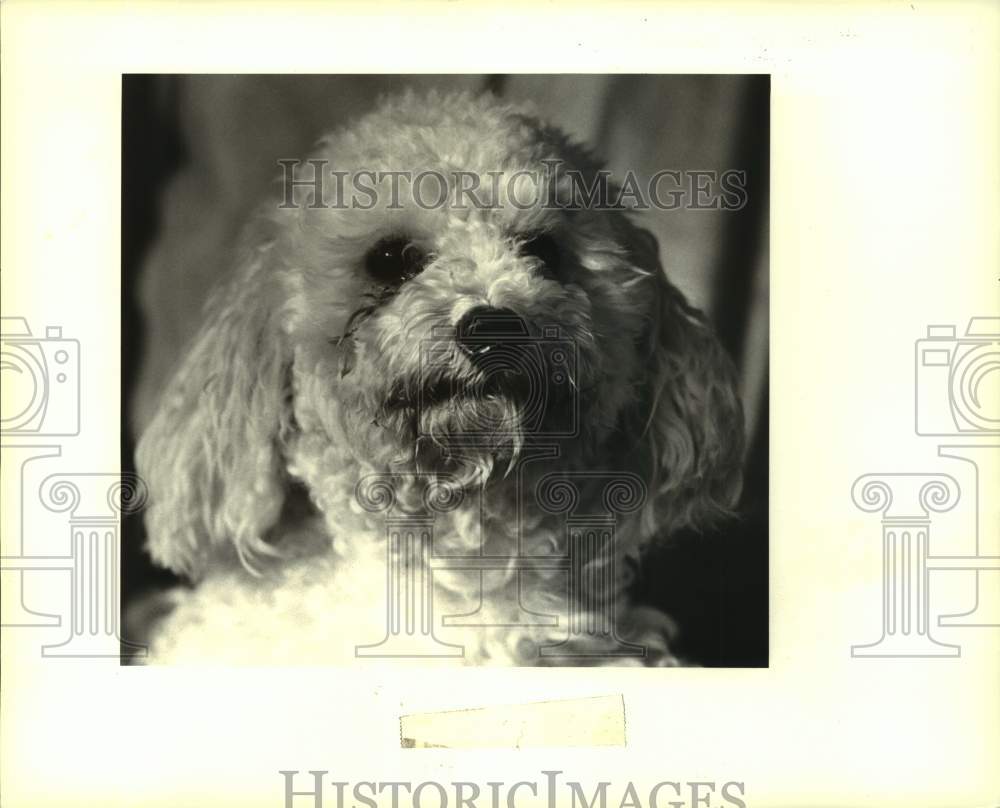 1989 Press Photo White poodle, pet of the week, of Jefferson Animal Shelter - Historic Images