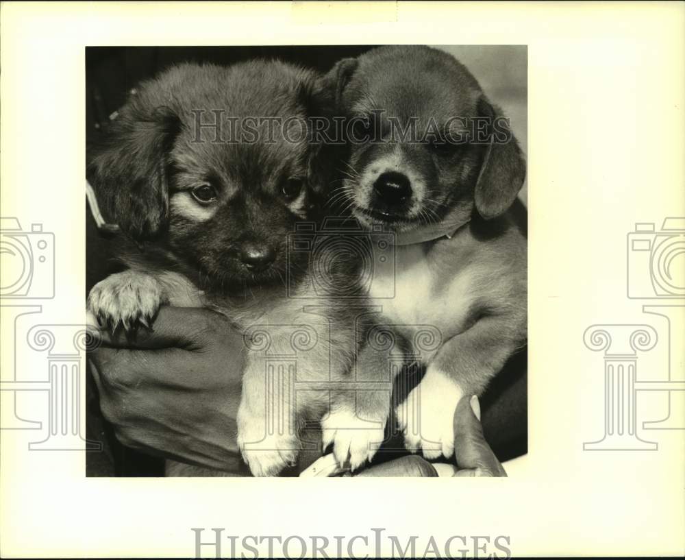 1989 Press Photo Pets of the week at Jefferson Animal Shelter, two puppies. - Historic Images