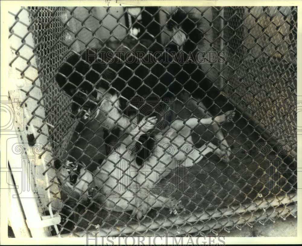 1994 Press Photo Two dogs growl at each other at Jefferson Parish Animal Shelter - Historic Images