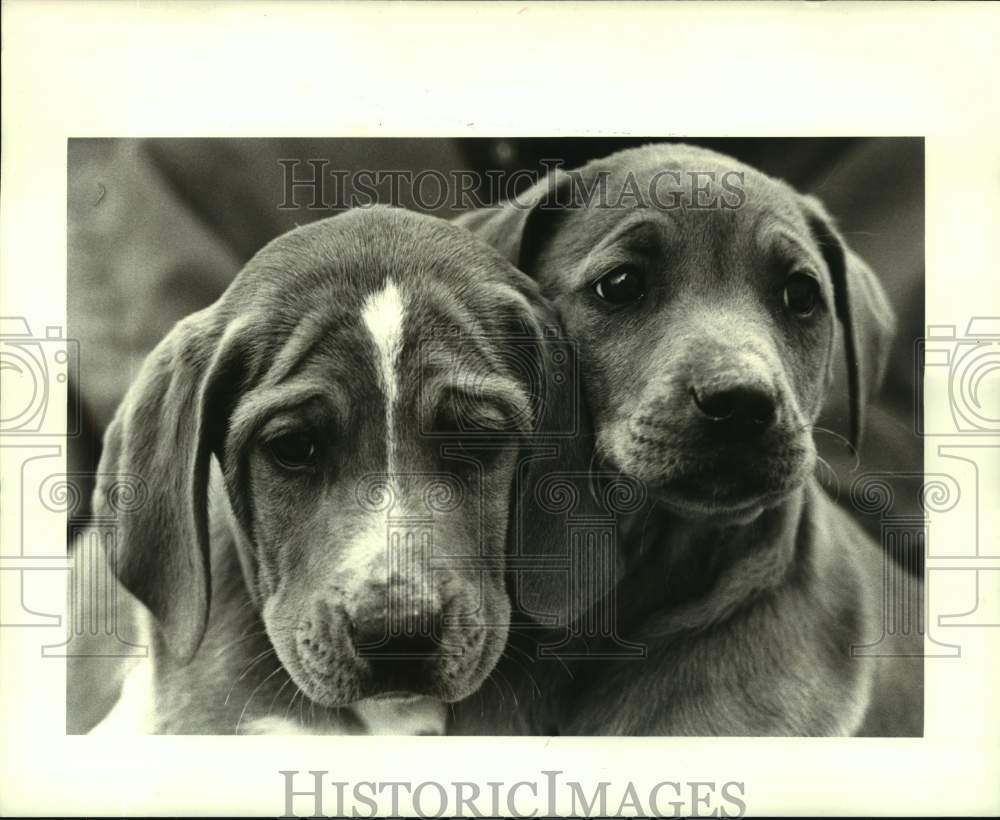 1988 Press Photo Golden retriever puppies, featured pets at Jefferson SPCA - Historic Images