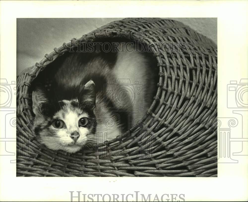 1988 Press Photo Calico cat, pet of the week at Jefferson Animal Shelter - Historic Images