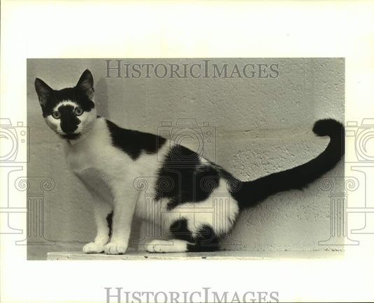 1988 Press Photo Featured pet, a female cat at Jefferson Animal Shelter - Historic Images
