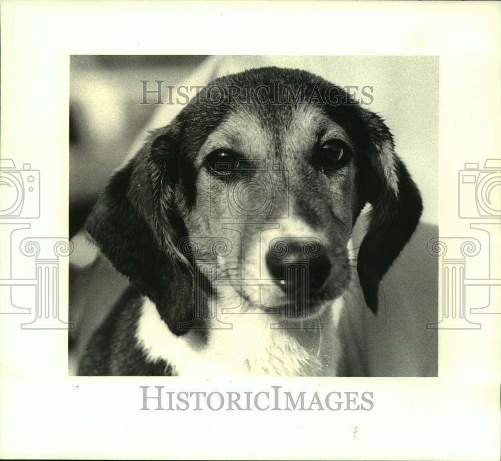 1988 Press Photo Mixed breed puppy, featured pet at Jefferson Animal Shelter - Historic Images