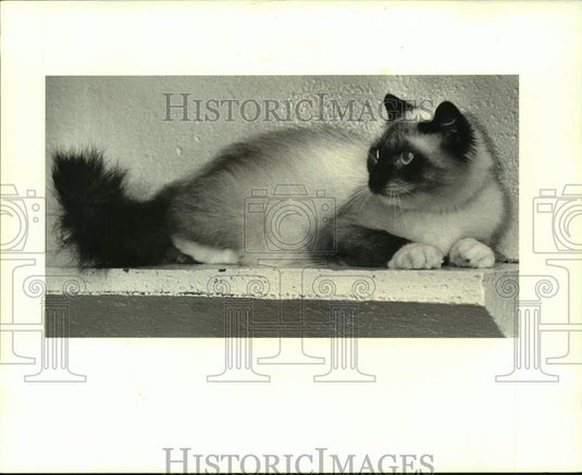 1988 Press Photo Female mixed siamese cat at Jefferson Animal Shelter - Historic Images