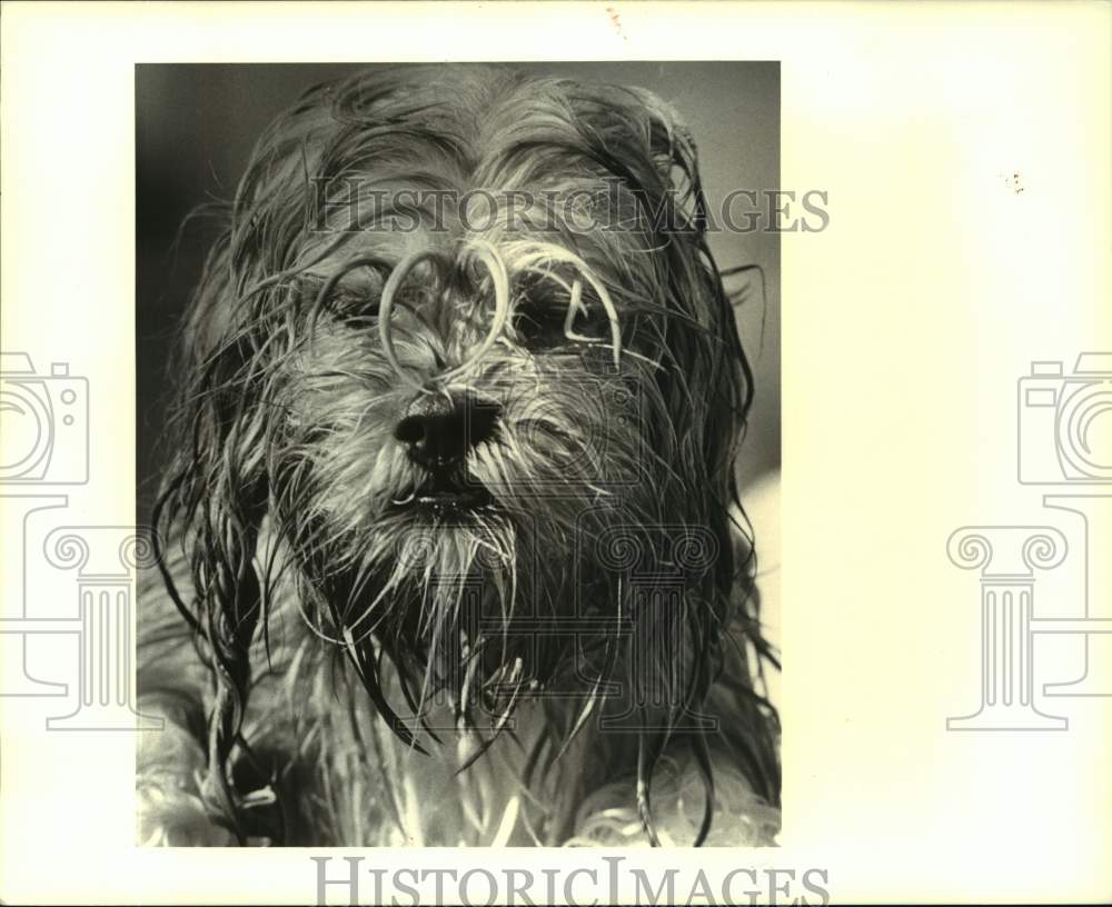 1988 Press Photo Female Lhasa-apso dog at the Jefferson Animal Shelter - Historic Images