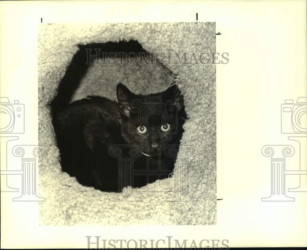 1988 Press Photo Male solid black kitten at Jefferson Animal Shelter - Historic Images