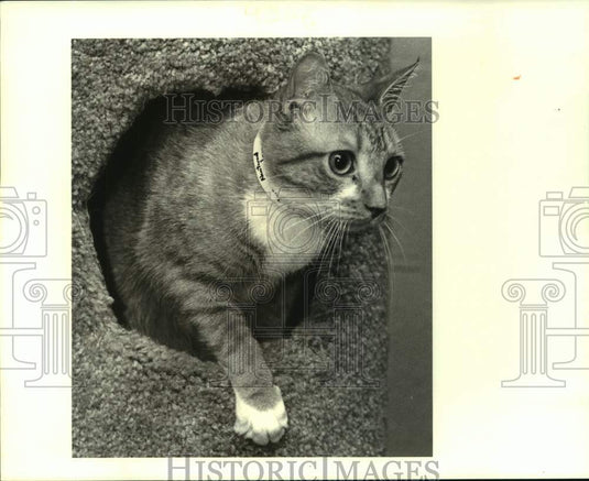 1988 Press Photo Male cat, pet of the week at Jefferson Animal Shelter - Historic Images