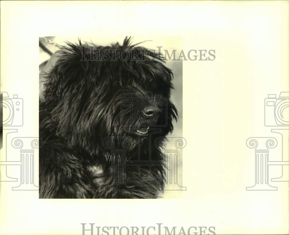 1988 Press Photo Male mixed terrier puppy at Jefferson Animal Shelter - Historic Images