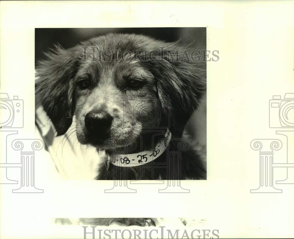 1988 Press Photo Misty, female mixed breed dog at Jefferson Animal Shelter - Historic Images