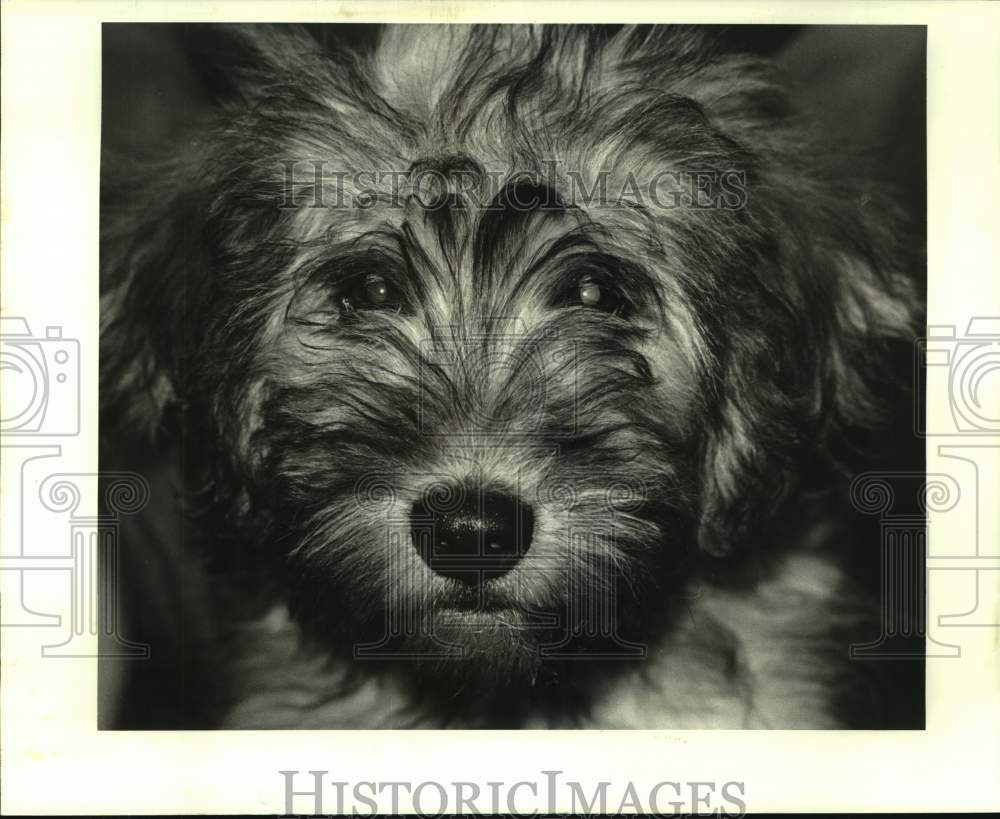 1988 Press Photo Mixed breed male puppy at Jefferson Parish Animal Shelter - Historic Images