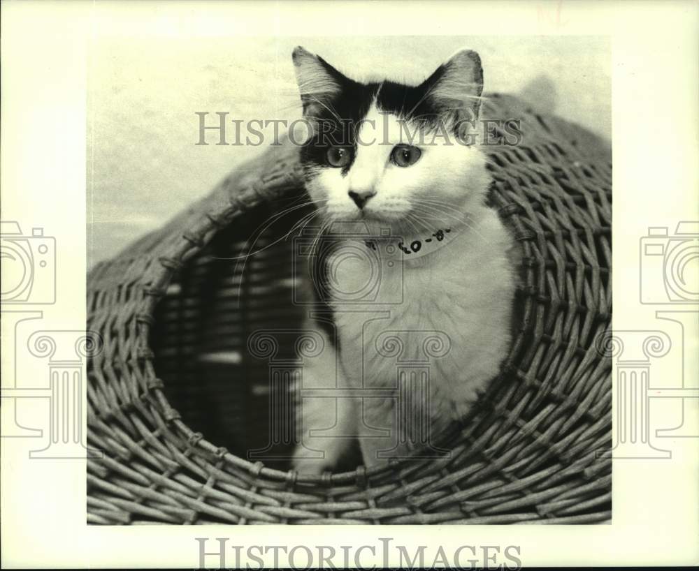 1987 Press Photo Female mixed breed kitten at Jefferson Parish Animal Shelter - Historic Images