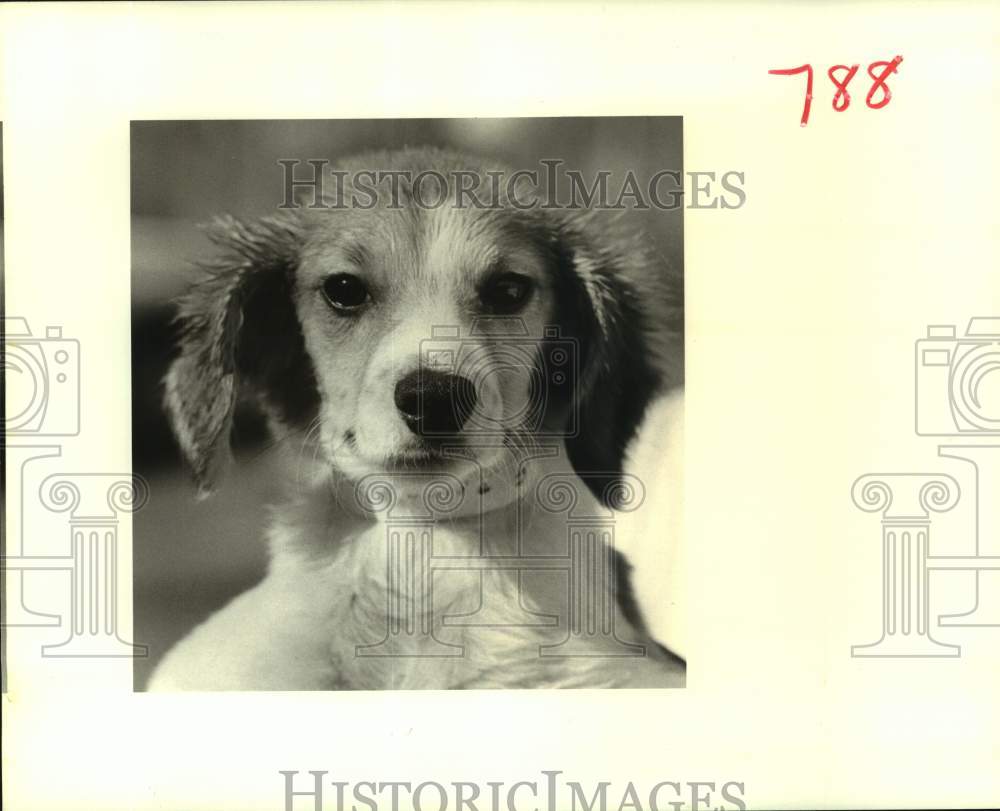 1988 Press Photo Female mixed breed dog at Jefferson Animal shelter - Historic Images