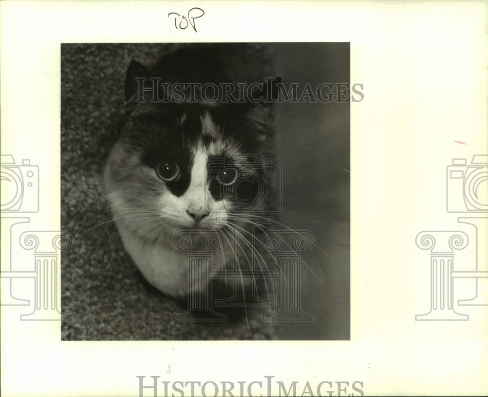 1988 Press Photo Female cat, featured pet at Jefferson Animal Shelter - Historic Images