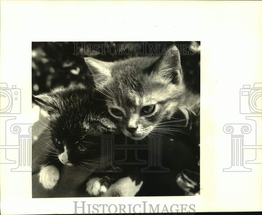 1987 Press Photo Six week old kittens available for adoption at Jefferson SPCA - Historic Images