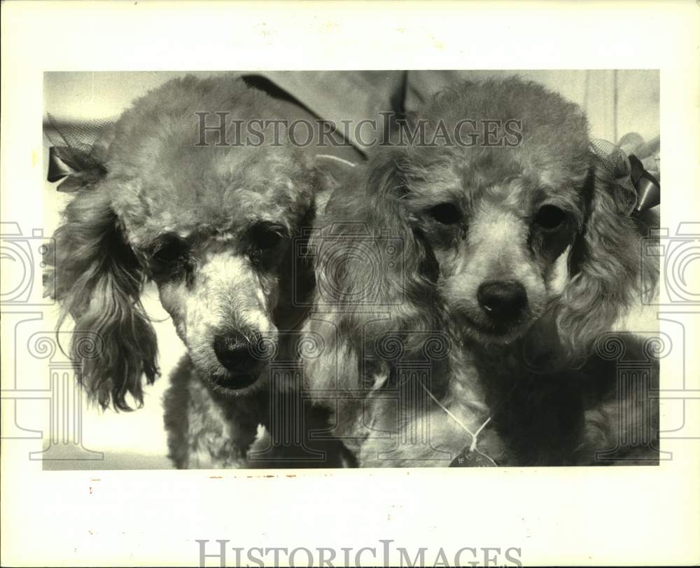 1987 Press Photo Poodles, Dominique and Fifi featured pets at Jefferson SPCA - Historic Images