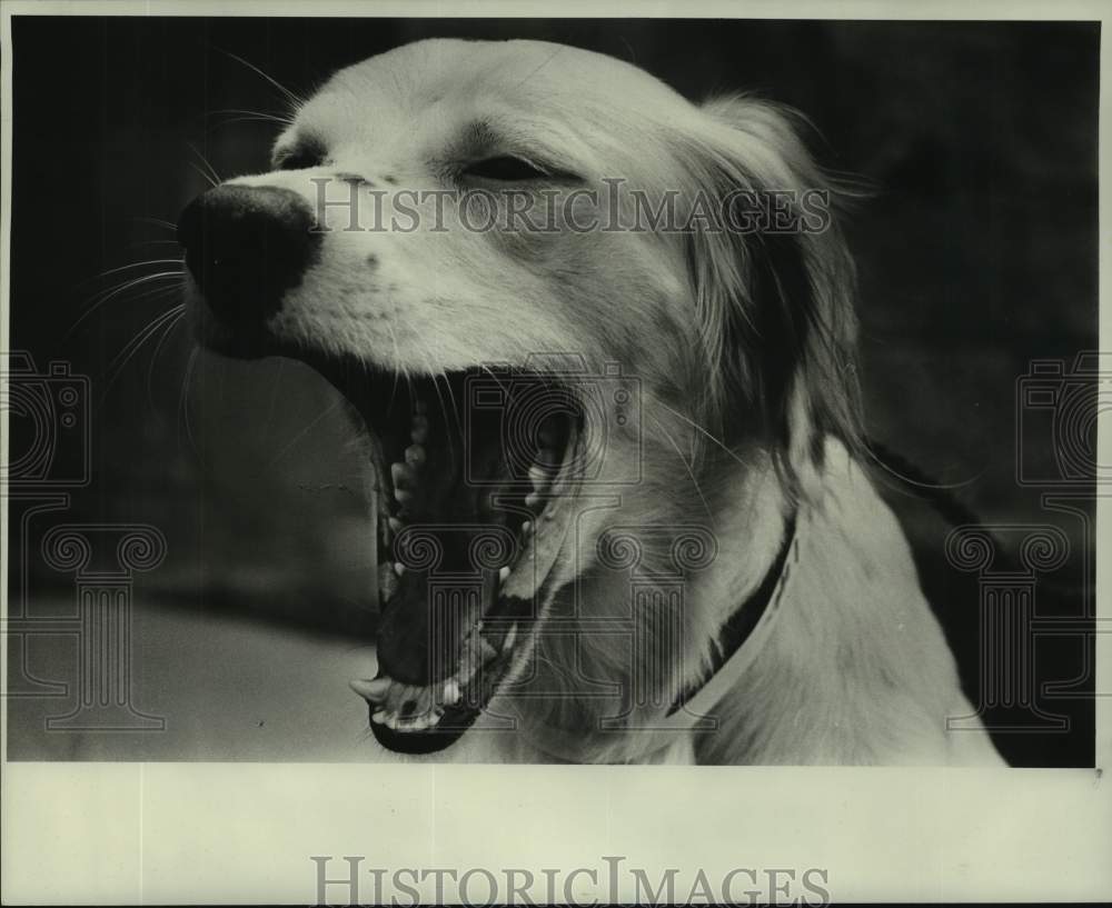 1987 Press Photo Brown &amp; white mixed dog at Jefferson Parish Animal Shelter - Historic Images